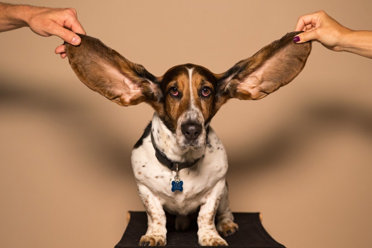 basset