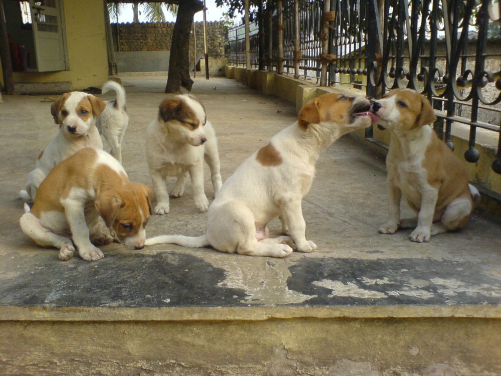 Cachorros Filhotes 