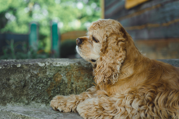 american cocker spaniel 1321 1057