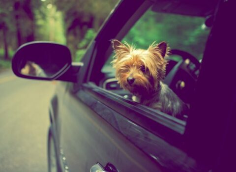 como levar cachorro no carro