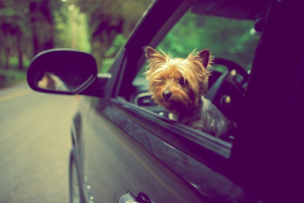 como levar cachorro no carro