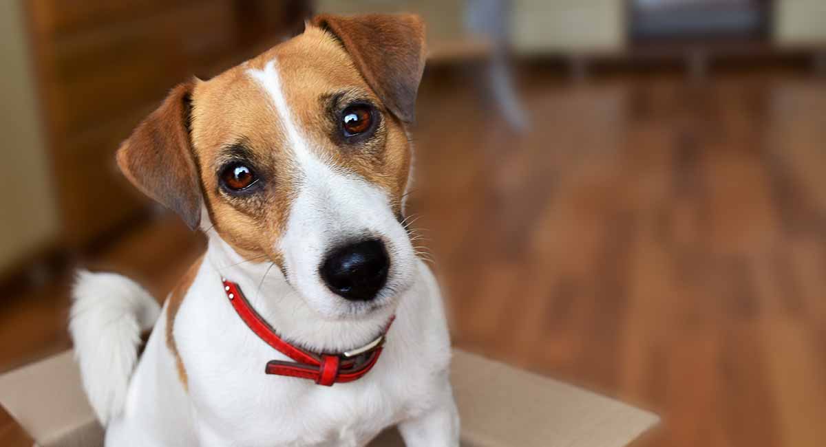 jack-russell-terrier-long