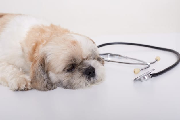 cachorro vomitando amarelo