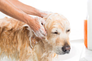 dar um banho relaxante em seu cachorro