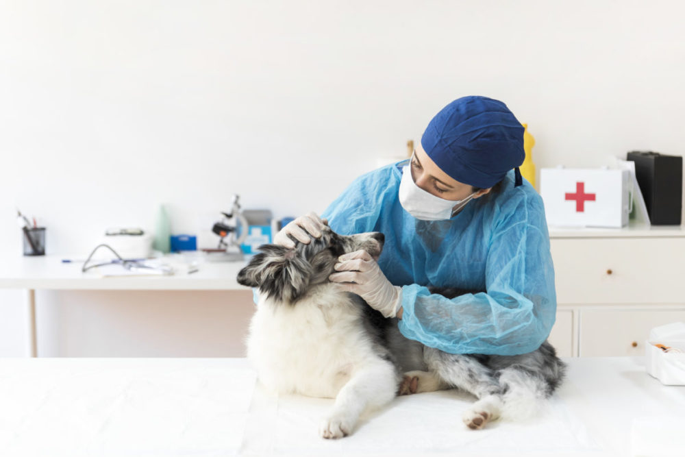 Border Collie no veterinário