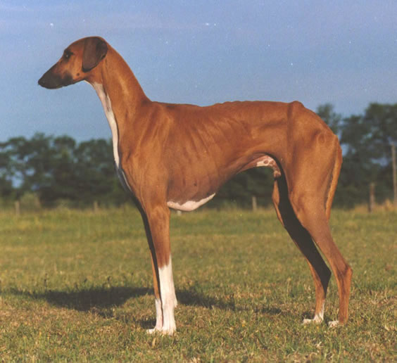 cães de pelo vermelho