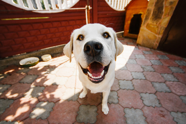 Castrar Cachorro Macho