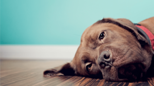 Observe os sintomas do cão para detectar a gripe rapidamente