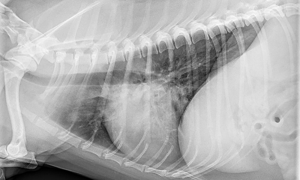 Raio X de torax de cão