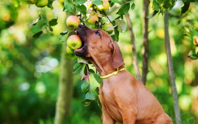 frutas que os cachorros podem comer