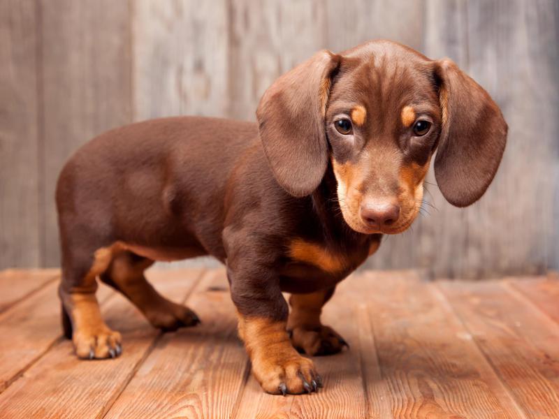 cachorros que mais soltam pelo