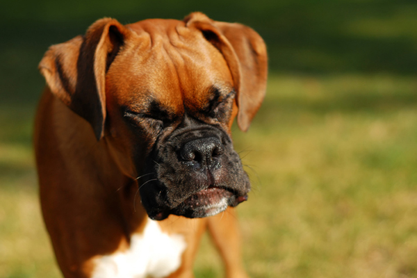 Brown dog sneezing