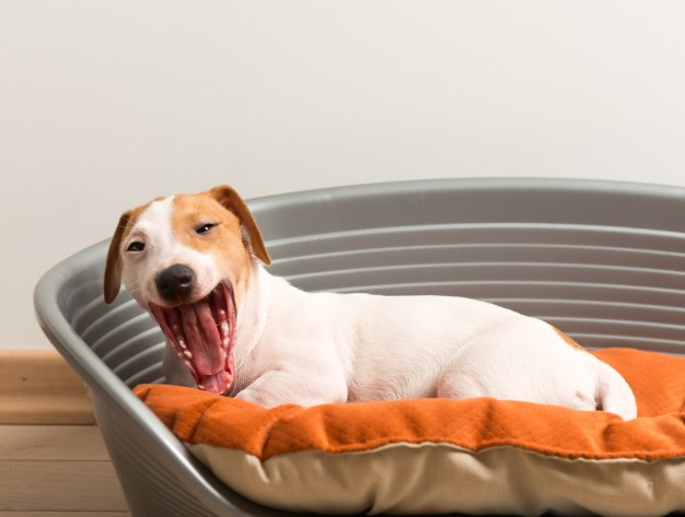 Cachorro está vomitando amarelo