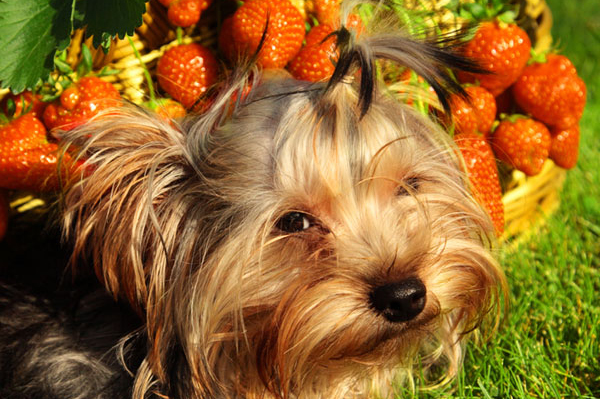 frutas e cachorros