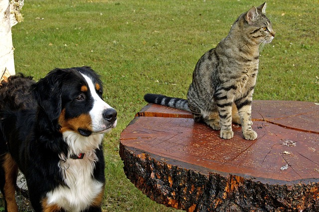 Criar Amizade Entre Cachorro e Gato