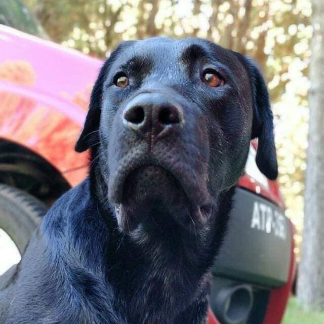 Cão de resgate Barney morre em ação e é homenageado em SC 3 Cão de resgate Barney