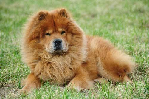 chow chow 1