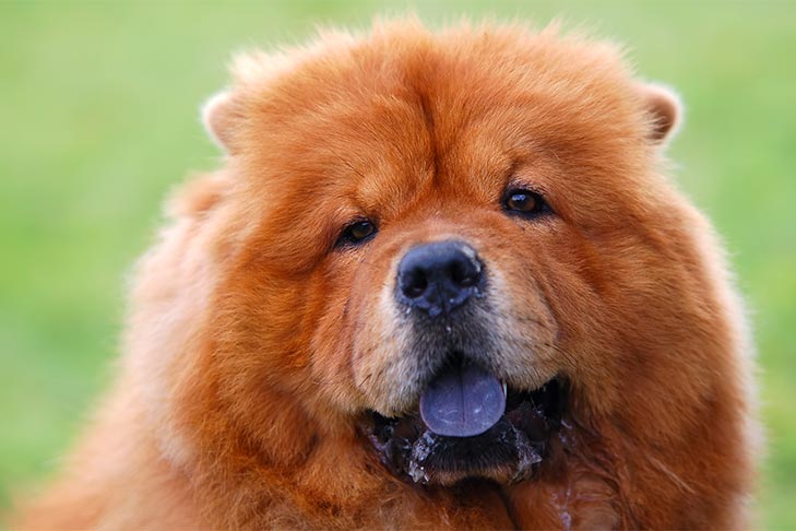 chow-chow
