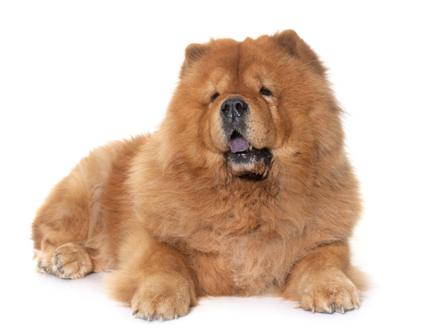 chow chow
