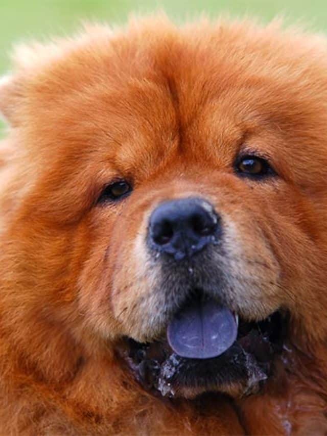 A raça do cachorro influencia sua personalidade? 13 cropped-chow-chow-closeup-portrait-drooling.jpg