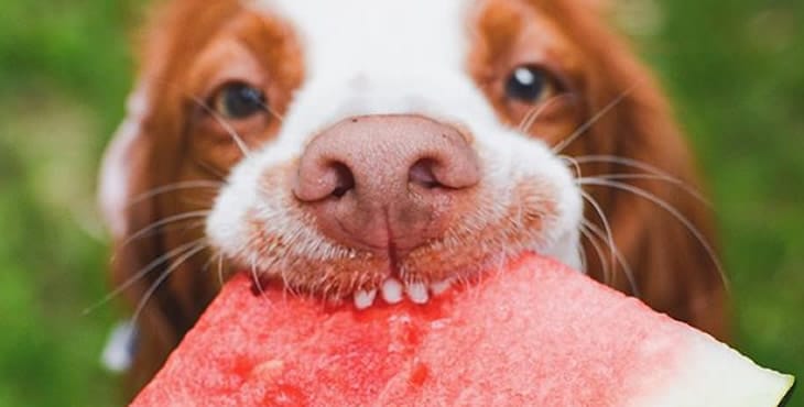 dog-fruit