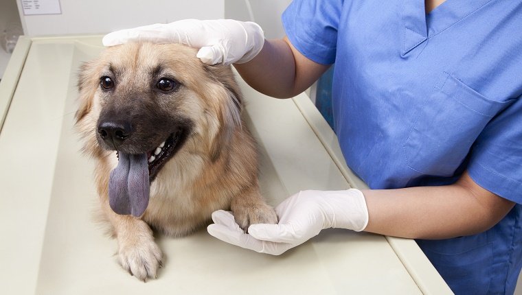 cachorro veterinário