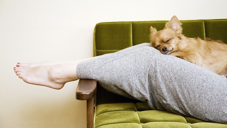 sono do cachorro