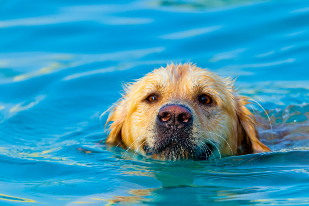 golden-retriever-nadando