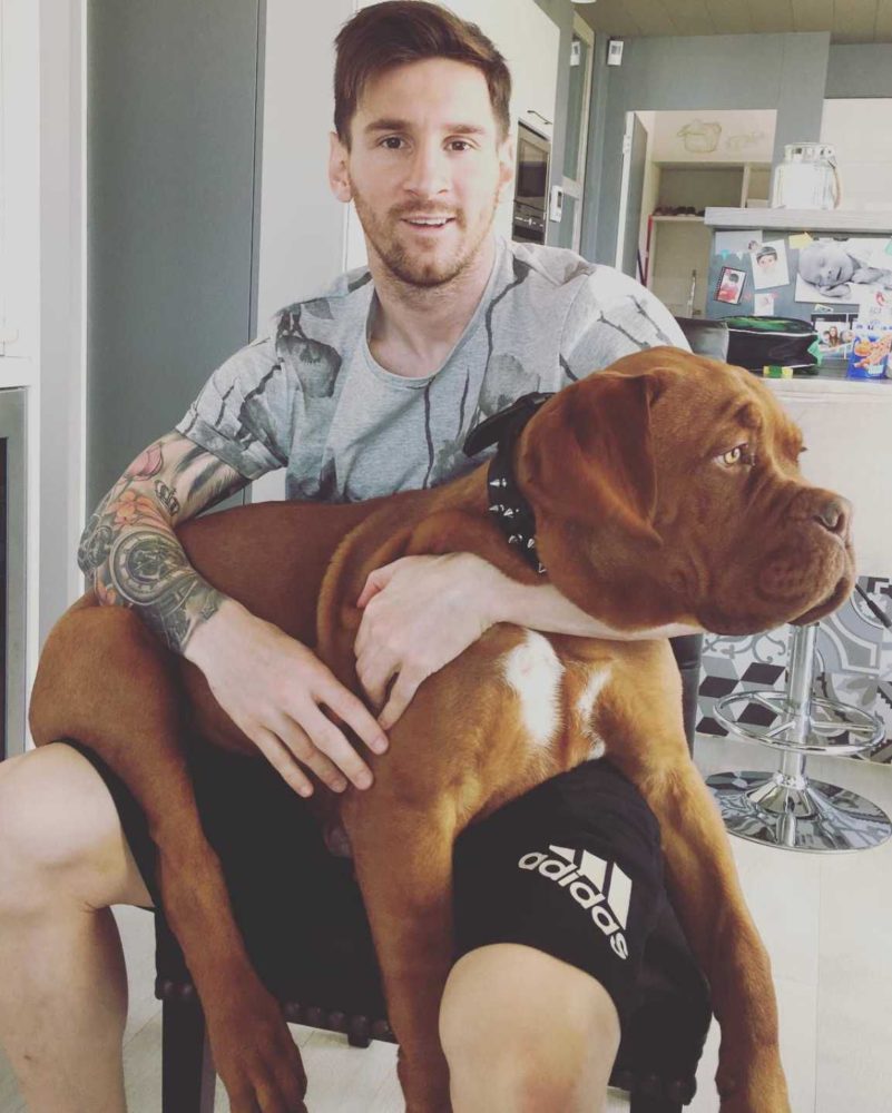 Conheça o Hulk: o cachorro do Messi 2 Cão gigante de Messi