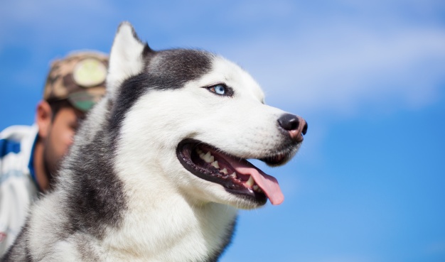 cachorros que mais soltam pelo