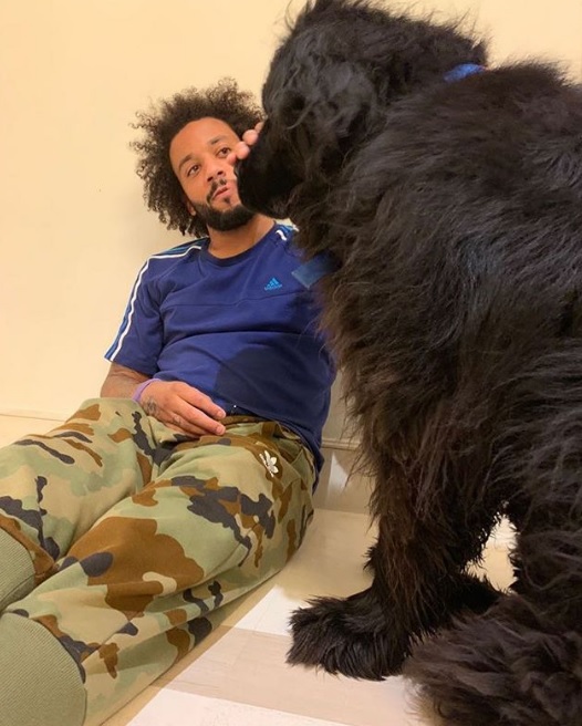 cachorros dos jogadores de futebol
