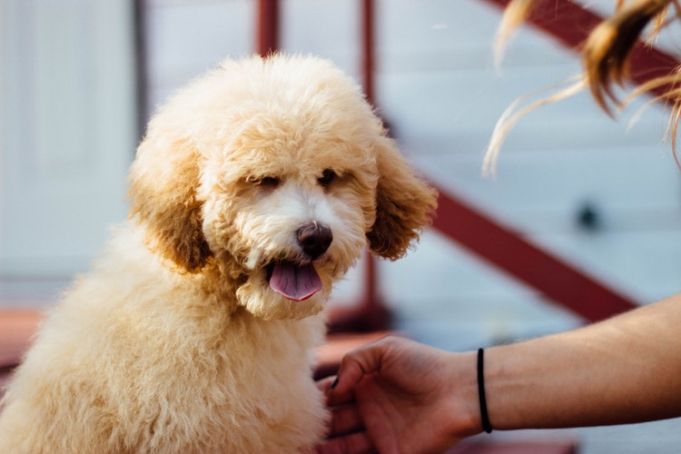 poodle