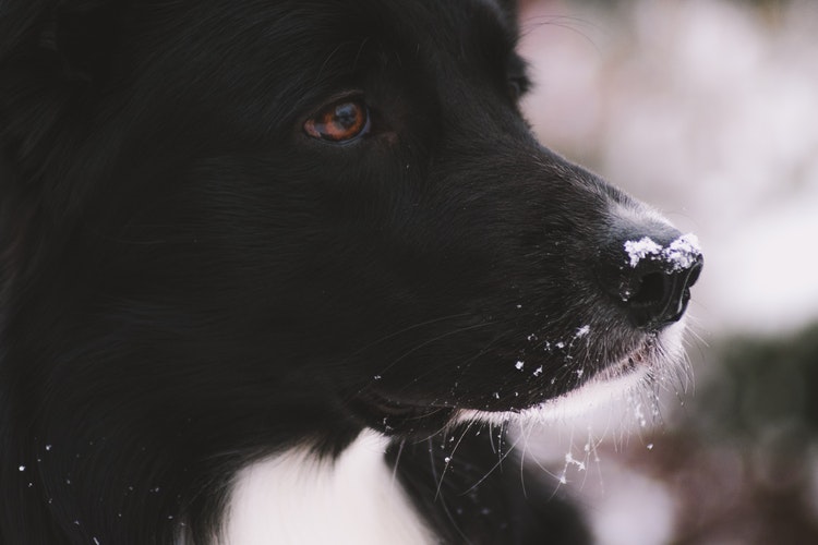 Newfoundland 