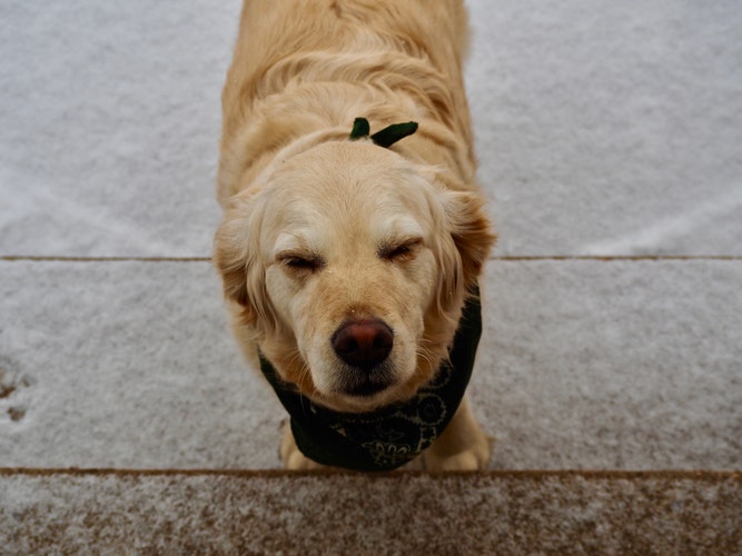 Como Acalmar Cachorro Com Medo de Trovão? 2 cachorro