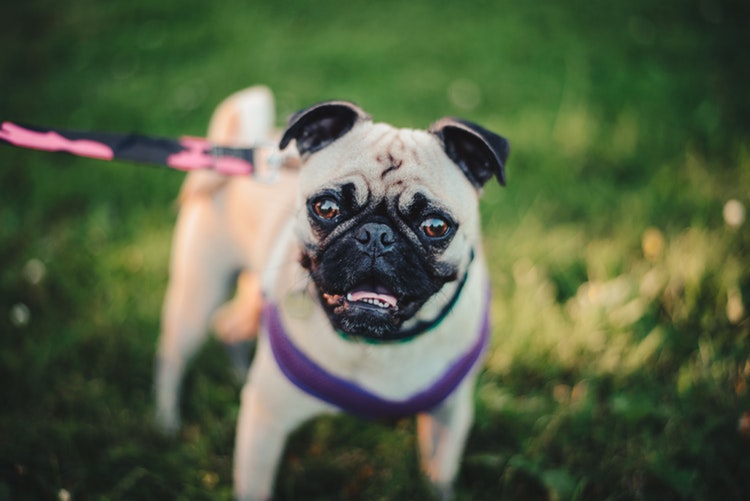 cachorros que vivem mais tempo