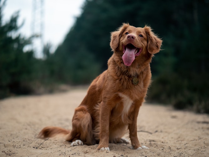 golden retrivier