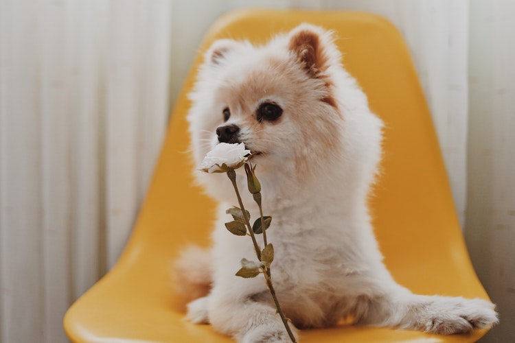 Tosa Lulu da Pomerania: Saiba tudo sobre a toda desse cão 3 photo 1558236352 66de23c86078