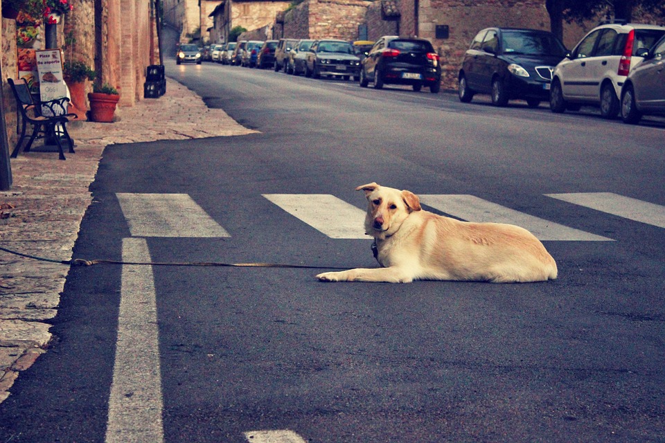 por que é importante adotar cães