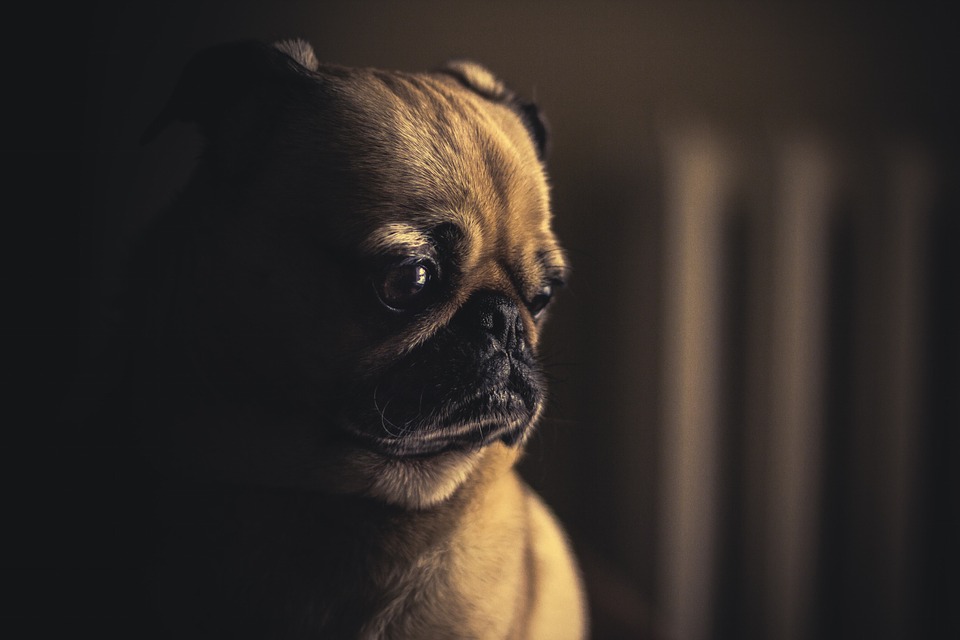 por que é importante adotar cães