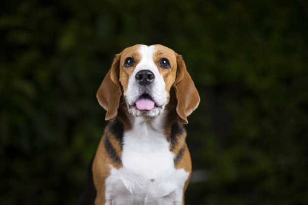Beagle