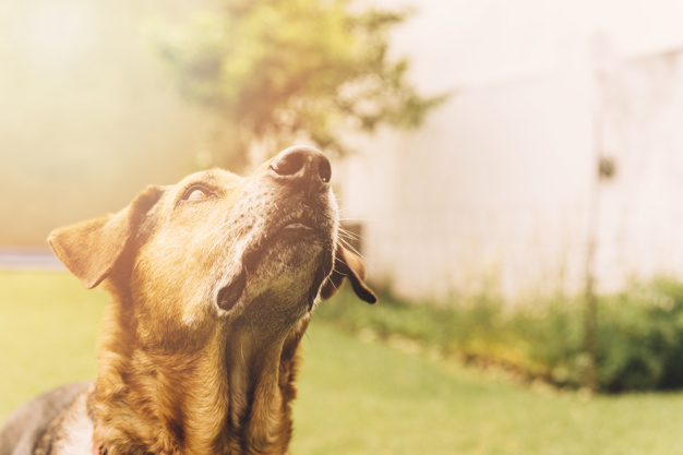 Como escolher um cão de guarda - Dicas e raças 5 Como escolher um cão de guarda