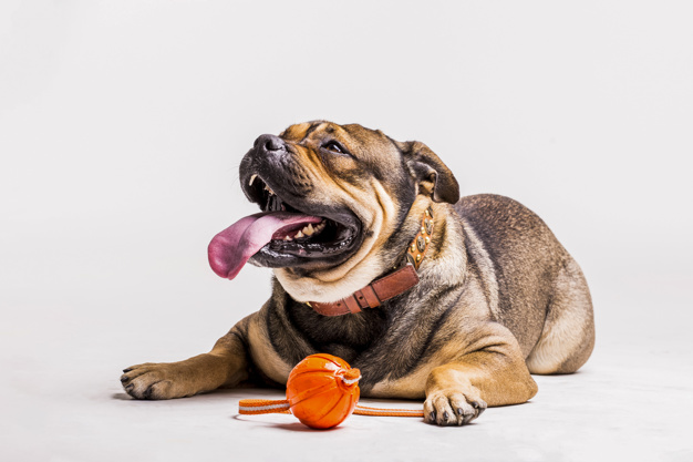 cachorros mais enrugados