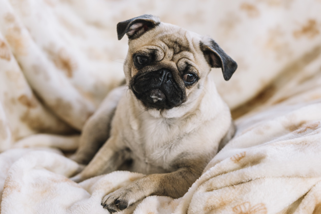 Cachorro triste: Veja atitudes que podem deixá-lo assim 3 cachorro triste