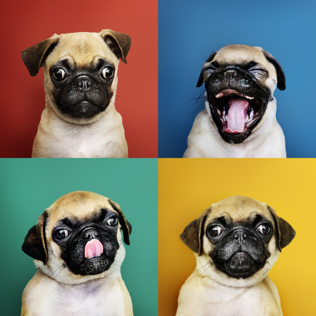 como escolher o nome do cachorro