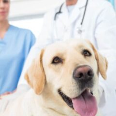 Cadela Hope ajuda a devolver esperança para pacientes com câncer