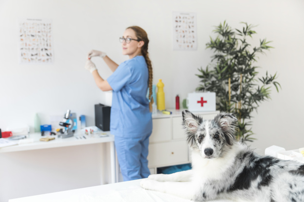 quimioterapia para cães