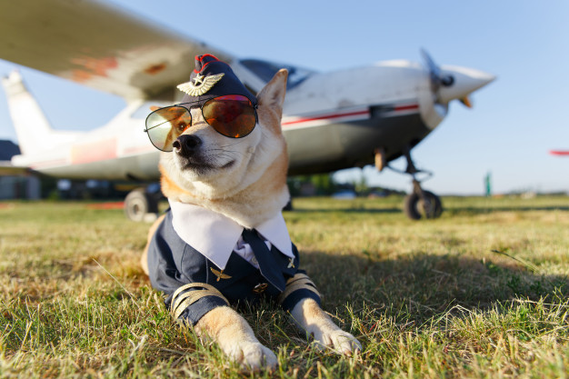 Conte com uma patinha para superar medo de avião