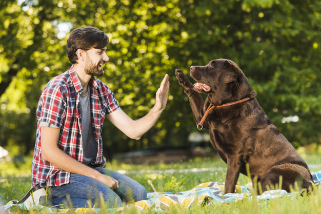Evitar carrapatos em cães - 9 maneiras simples 5 evitar carrapatos em cães