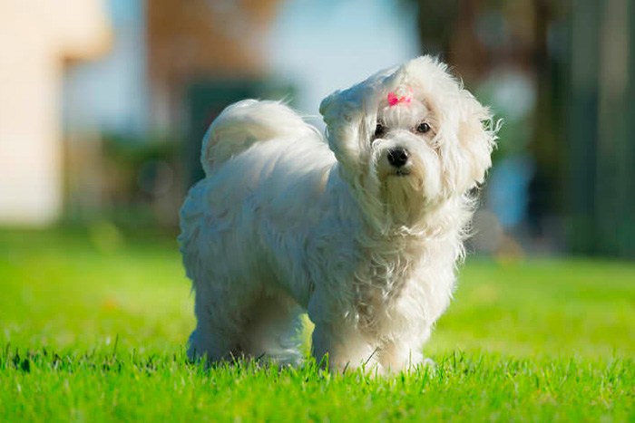 cachorros que vivem mais tempo