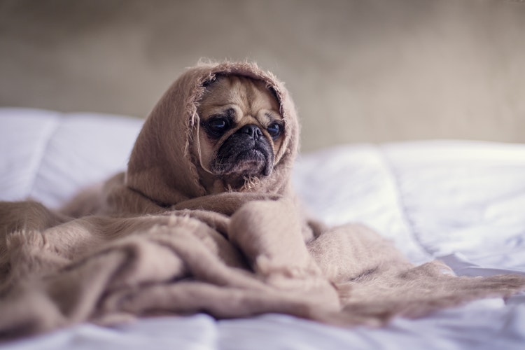 câncer de pulmão em cães